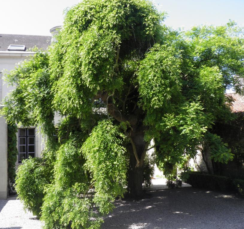 Le Sophora Hotell Guînes Exteriör bild